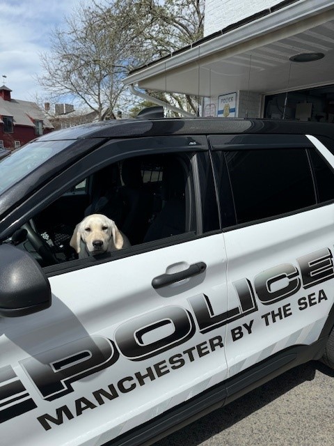 Daisy, a 5-month-old female yellow Labrador retriever, is the Manchester-by-the-Sea Police Department's first comfort dog.